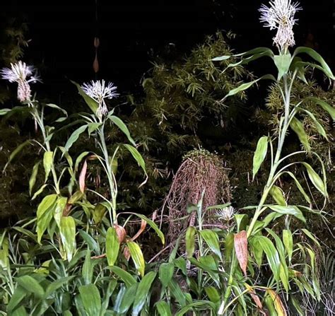 萬年青開花|種20年4株萬年青首開花代表「事事如意」 民俗專家這。